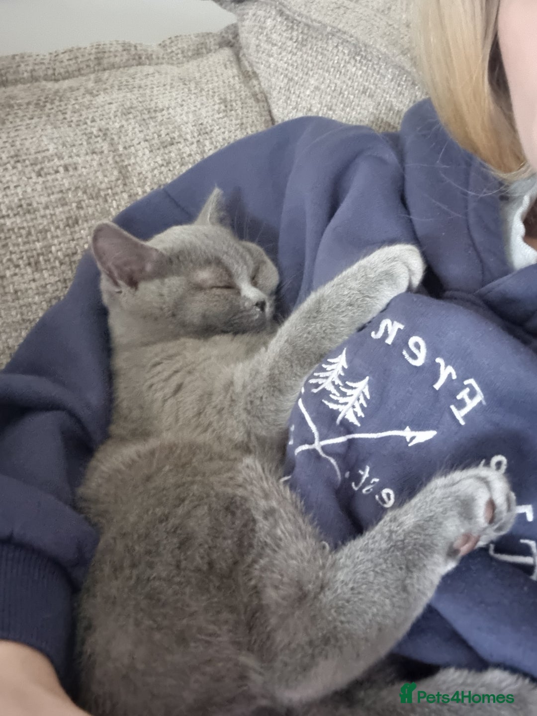 British Shorthair cats for sale: Rosie - Image 5