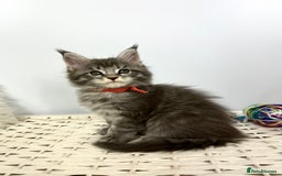Maine Coon cats for sale: Gorgeous Pure Breed Maine Coon Kittens - Image 4