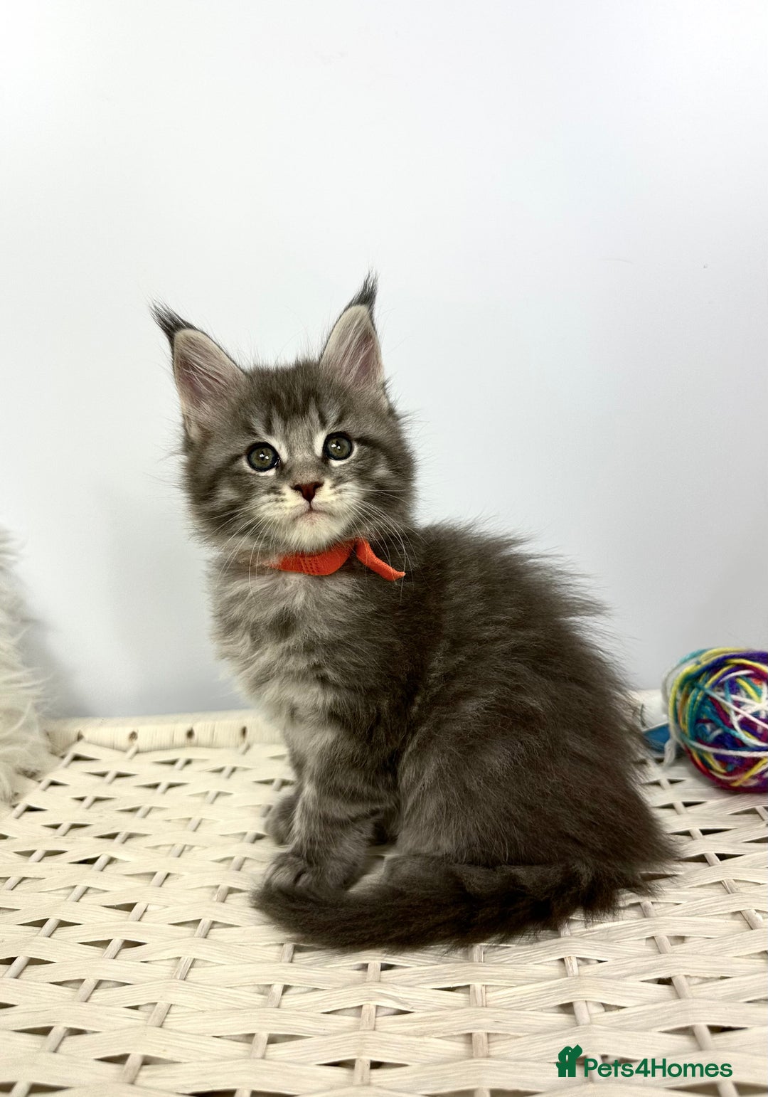 Maine Coon cats for sale: Gorgeous Pure Breed Maine Coon Kittens - Image 4