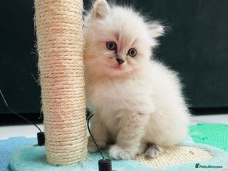 Ragdoll cats Selling Ragdoll - Advert 2