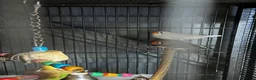 Finches birds for sale: 6 beautiful finches two proven pairs ,two female - Advert 9