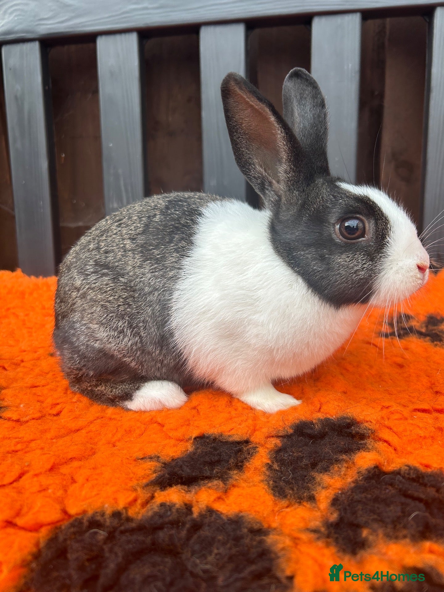 Dutch rabbits Beautiful Baby Female Dutch Rabbit 10 Weeks Old - Advert 4