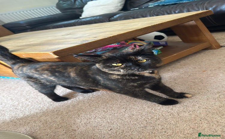 Mixed Breed cats in Keighley - Advert 3