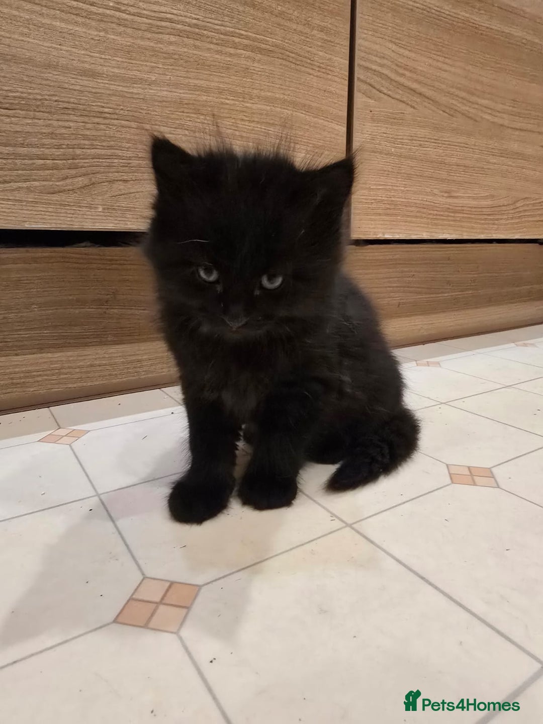 Mixed Breed cats for sale: ***Five Kittens For Sale*** - Advert 13