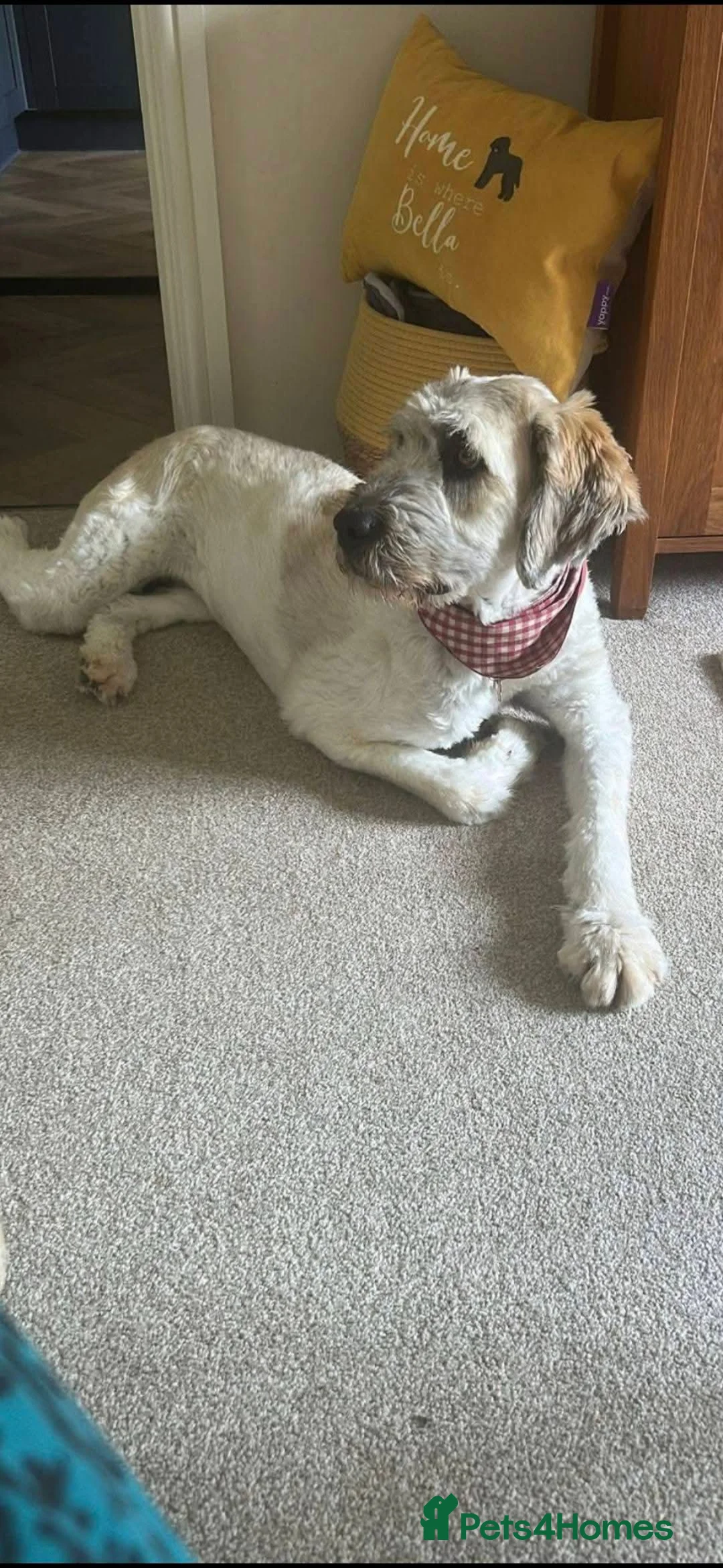 Mixed Breed dogs for adoption: Meet Mira, currently residing in Cheshire  - Advert 2