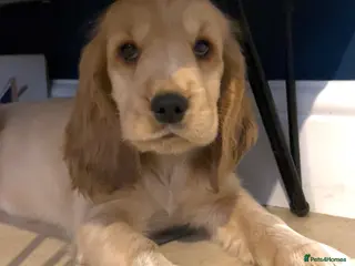 Cocker Spaniel dogs **Available Now ** 1 Beautiful Golden Show Cocker - Advert 6