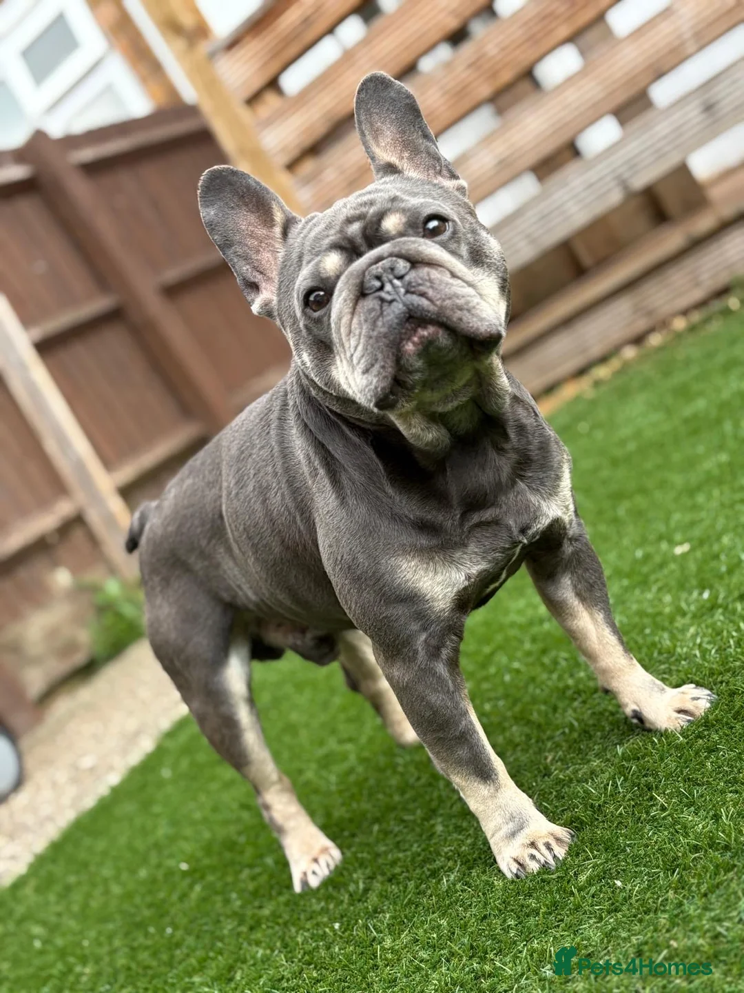 French Bulldog dogs for sale: Looking for a forever home for our boy  - Advert 2