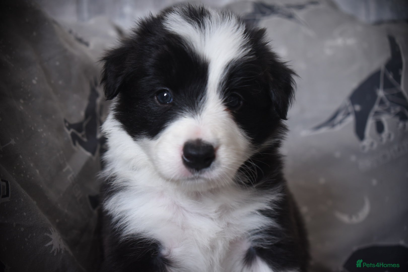 Border Collie dogs for sale: 1 health tested boy left - Advert 7