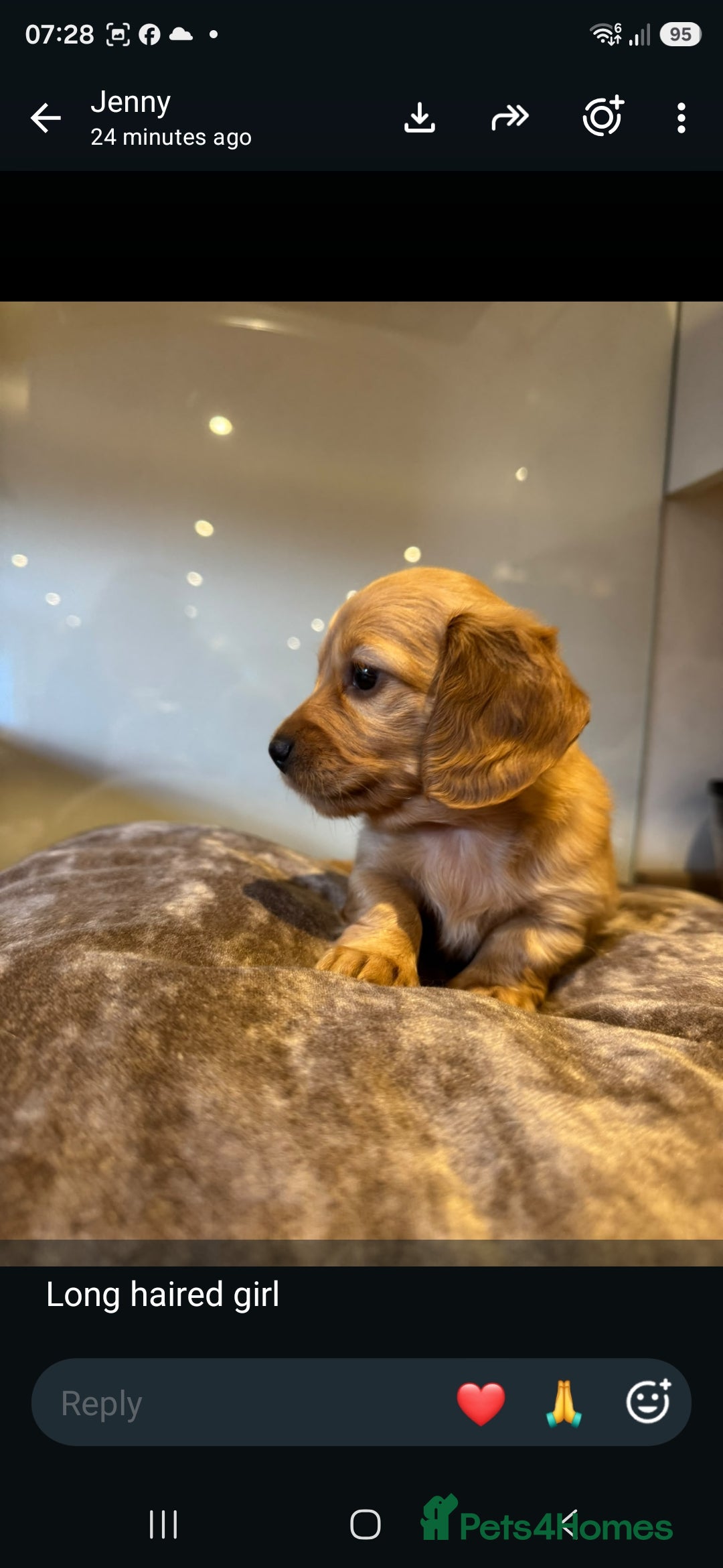 Dachshund dogs 🐾 3 Stunning Dachshund Puppies – Loving Homes ❤️ - Advert 2
