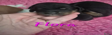 Flora