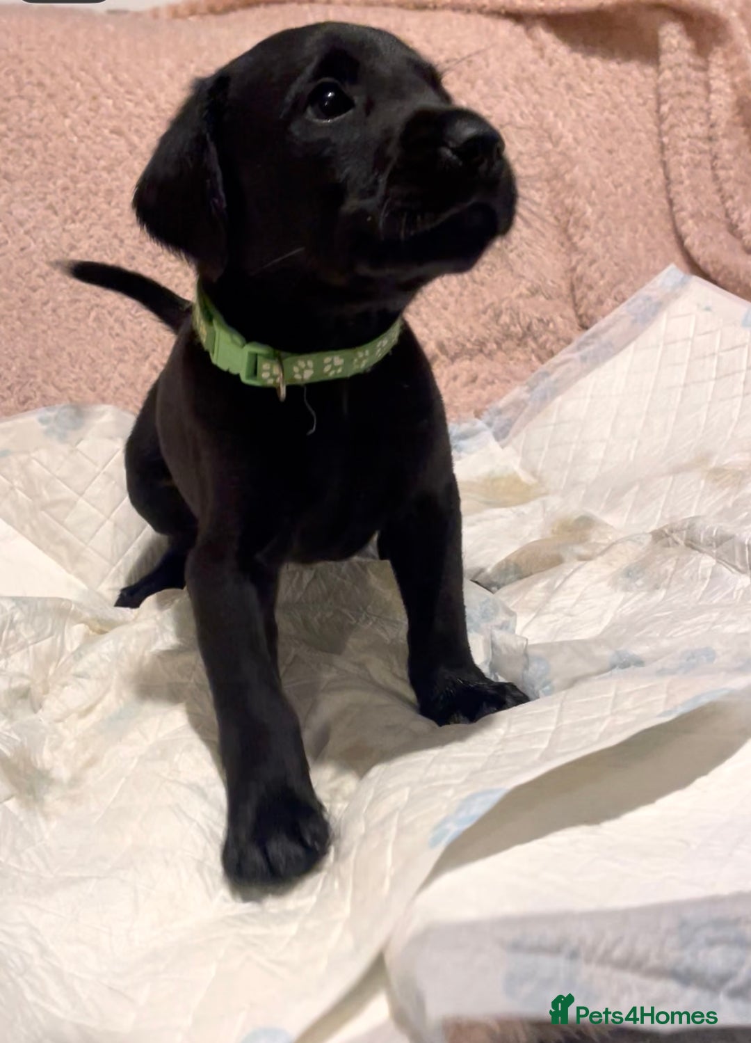 Labrador Retriever dogs for sale: 4 Boys Remaining 🐶  - Image 20