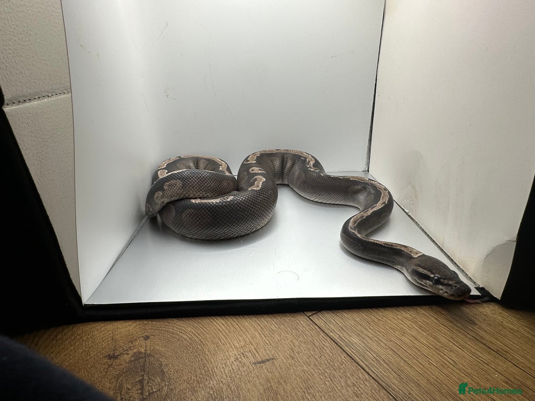 Python Snake reptiles for sale: Multiple ball pythons for sale - Advert 2