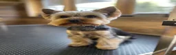 Yorkshire Terrier dogs for sale: Pedigree Yorkshire Terrier Puppies  - Advert 2