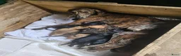 Lurcher dogs for sale: Lurcher Pups Ready To Leave Now - Advert 1