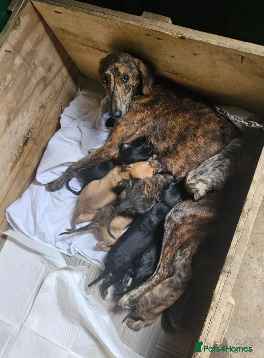 Lurcher dogs for sale: Lurcher Pups Ready To Leave Now - Advert 1