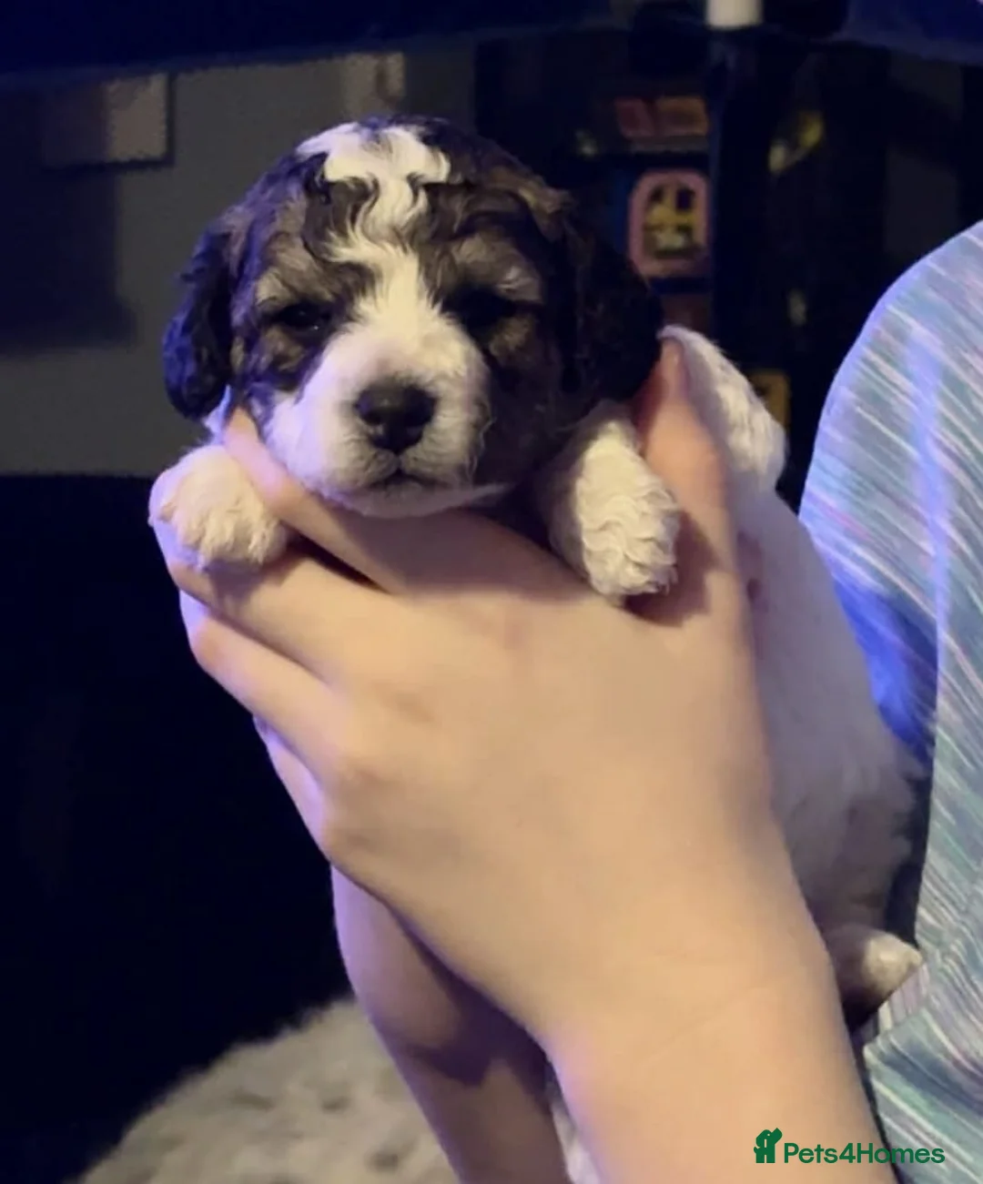 Jackapoo dogs for sale: 4 adorable jackapoo puppies  - Advert 2