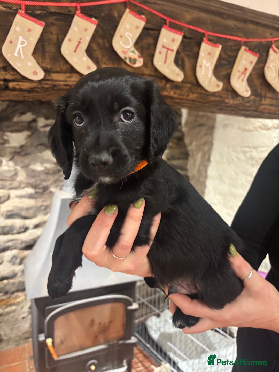 Sproodle dogs for sale: 2x cocker sproodle puppies remaining- ready 16/12 - Advert 3