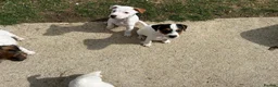 Jack Russell dogs for sale: Jack Russell Puppies for sale  - Advert 6