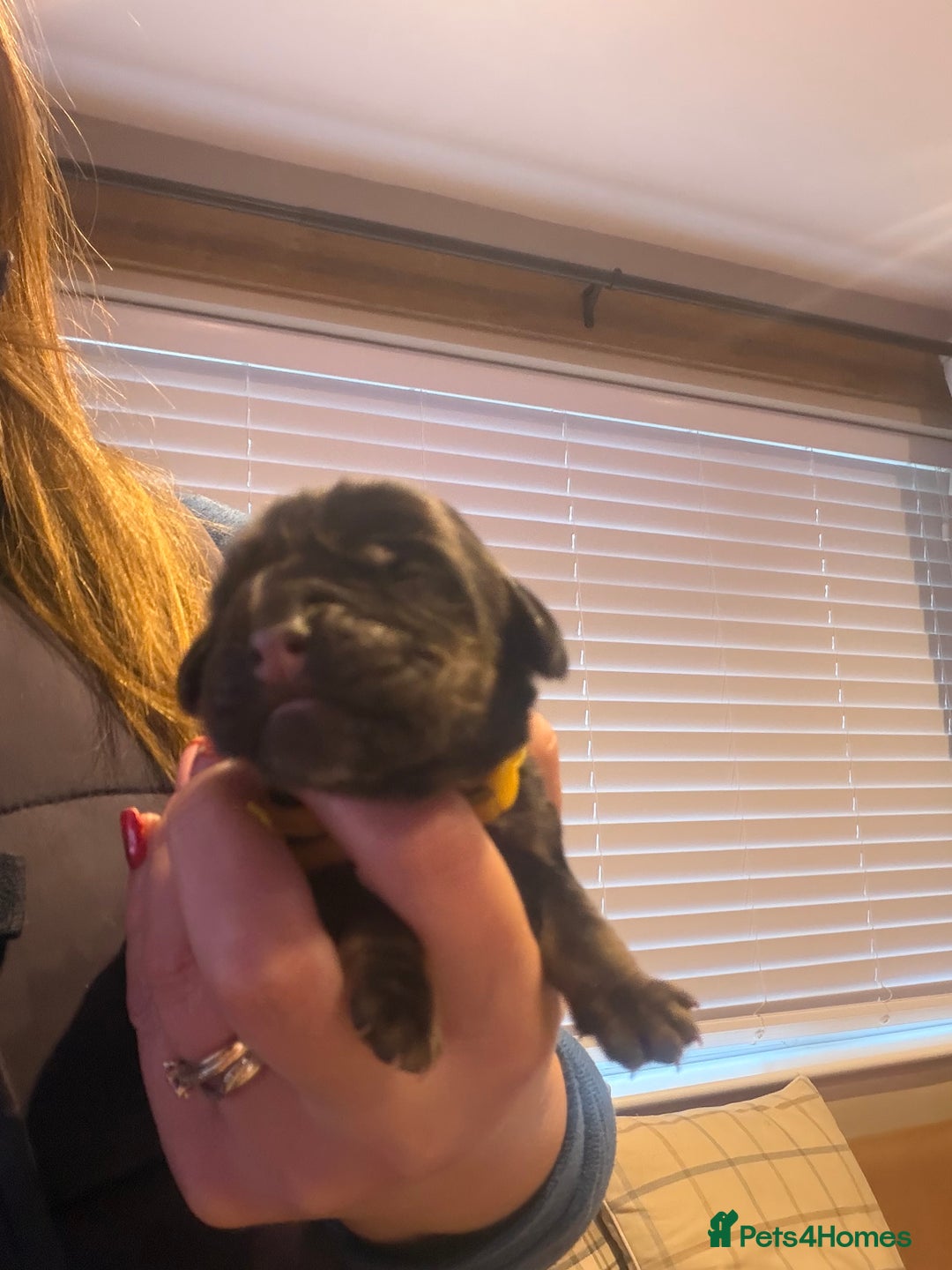 Cocker Spaniel dogs for sale: KC Registered Show Cocker puppies  - Advert 13