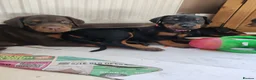 Dobermann dogs for sale: Adorable Doberman puppies  - Advert 13