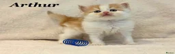 Persian cats for sale: Six absolutely stunning Persian Kittens - Advert 4
