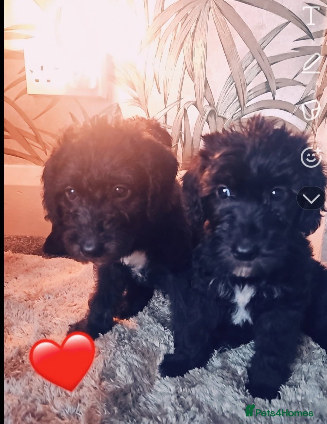 Bedlington Terrier dogs for sale: Bedlington whippet  - Advert 1