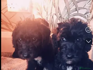 Bedlington Terrier dogs Bedlington whippet - Advert 1