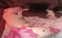 English Bull Terrier dogs for sale: English Bull Terrier pups - Image 7