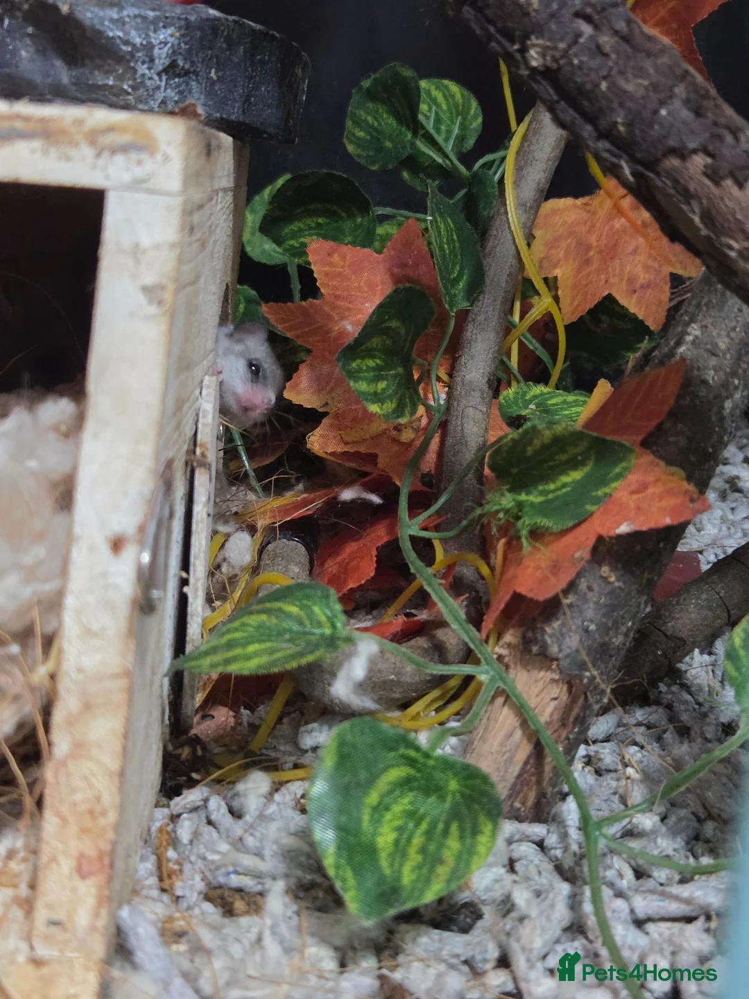 Mixed Breed rodents for sale: Pygmy African dormice  - Advert 4