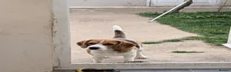Beagle dogs for sale: KC Beagle  - Advert 7