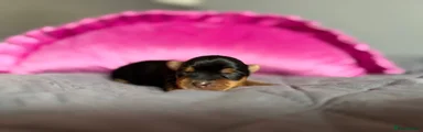 Yorkshire Terrier 2