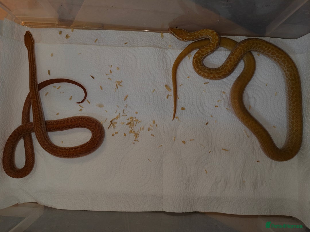 Snake reptiles for sale: African House Snake - Advert 1