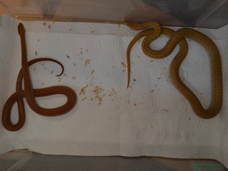 Snake reptiles African House Snake - Advert 8