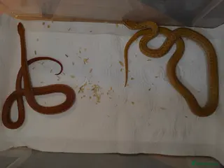 Snake reptiles African House Snake - Advert 21