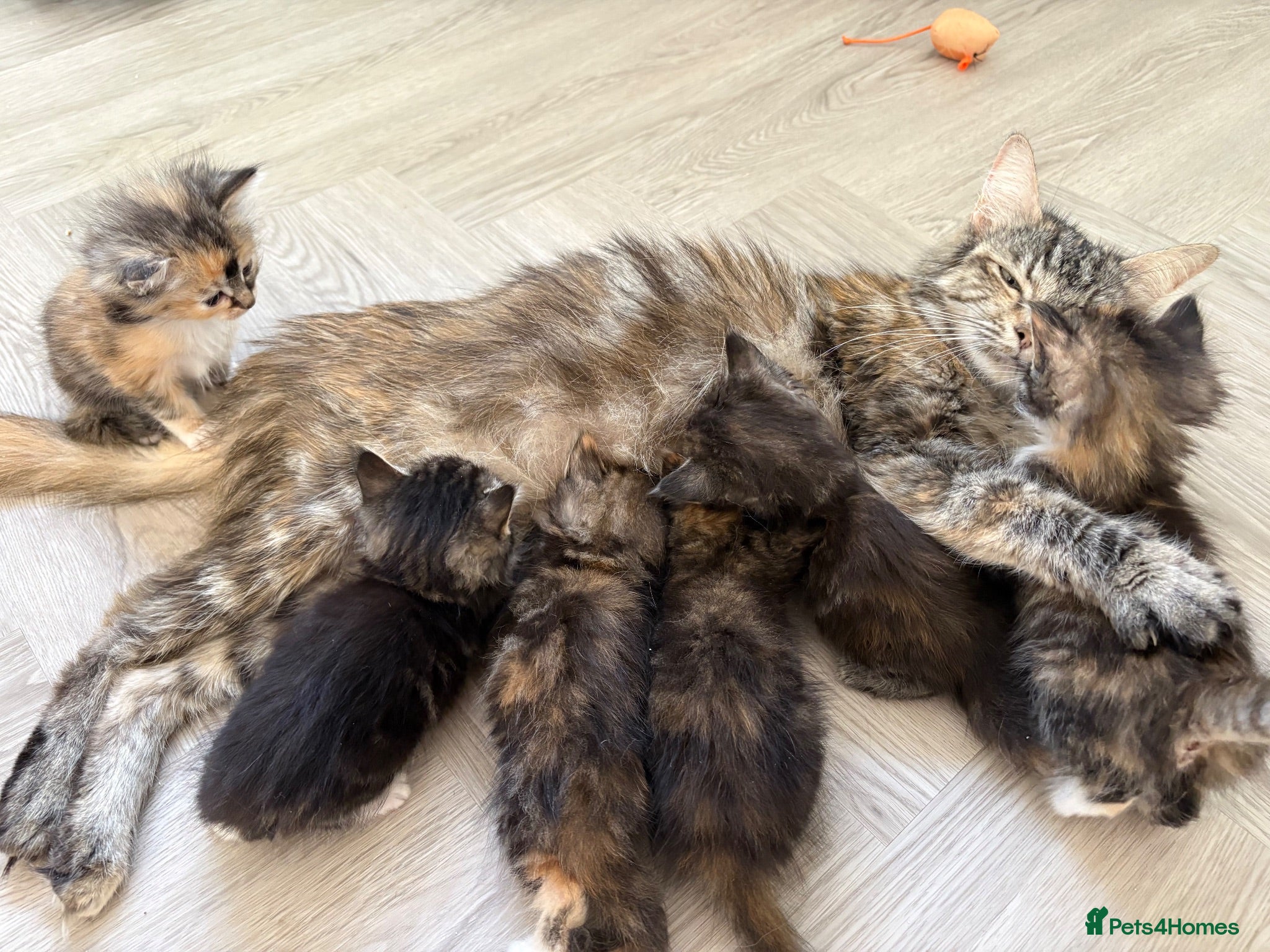 Mixed Breed cats Affectionate & Beautiful Ragdoll X Kittens - Advert 2