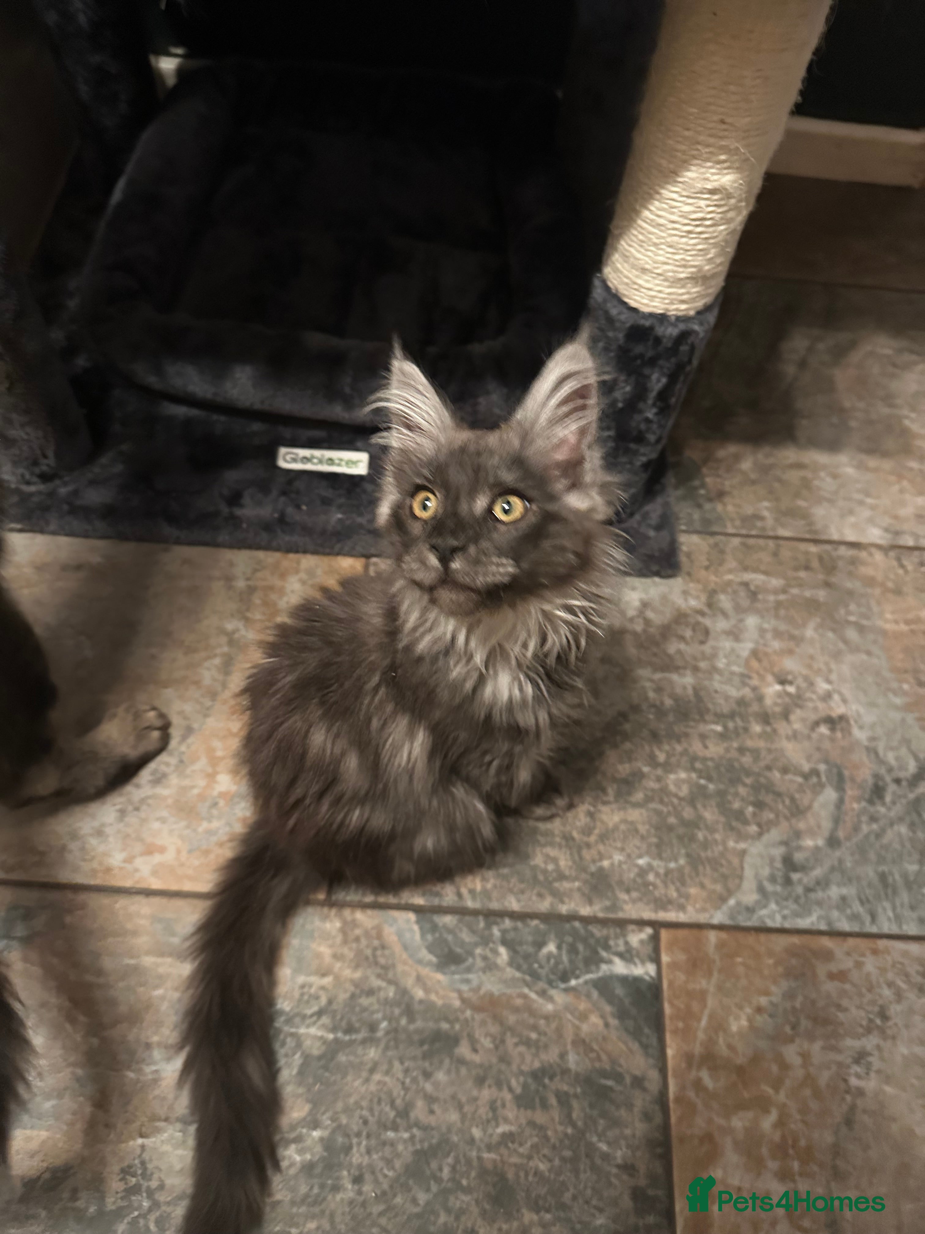 Maine Coon cats Tica Active Kittens ready now - Advert 11