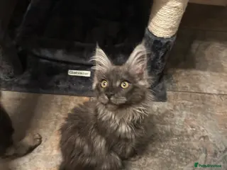 Maine Coon cats Tica Active Kittens ready now - Advert 11
