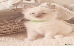 Ragdoll cats for sale: Pure ragdoll kittens READY NOW!! - Image 12