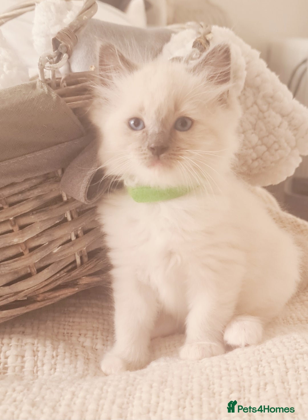 Ragdoll cats for sale: Pure ragdoll kittens READY NOW!! - Image 12