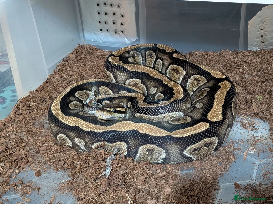 Python Snake reptiles for sale: Last few royals need moving on asap - Advert 2