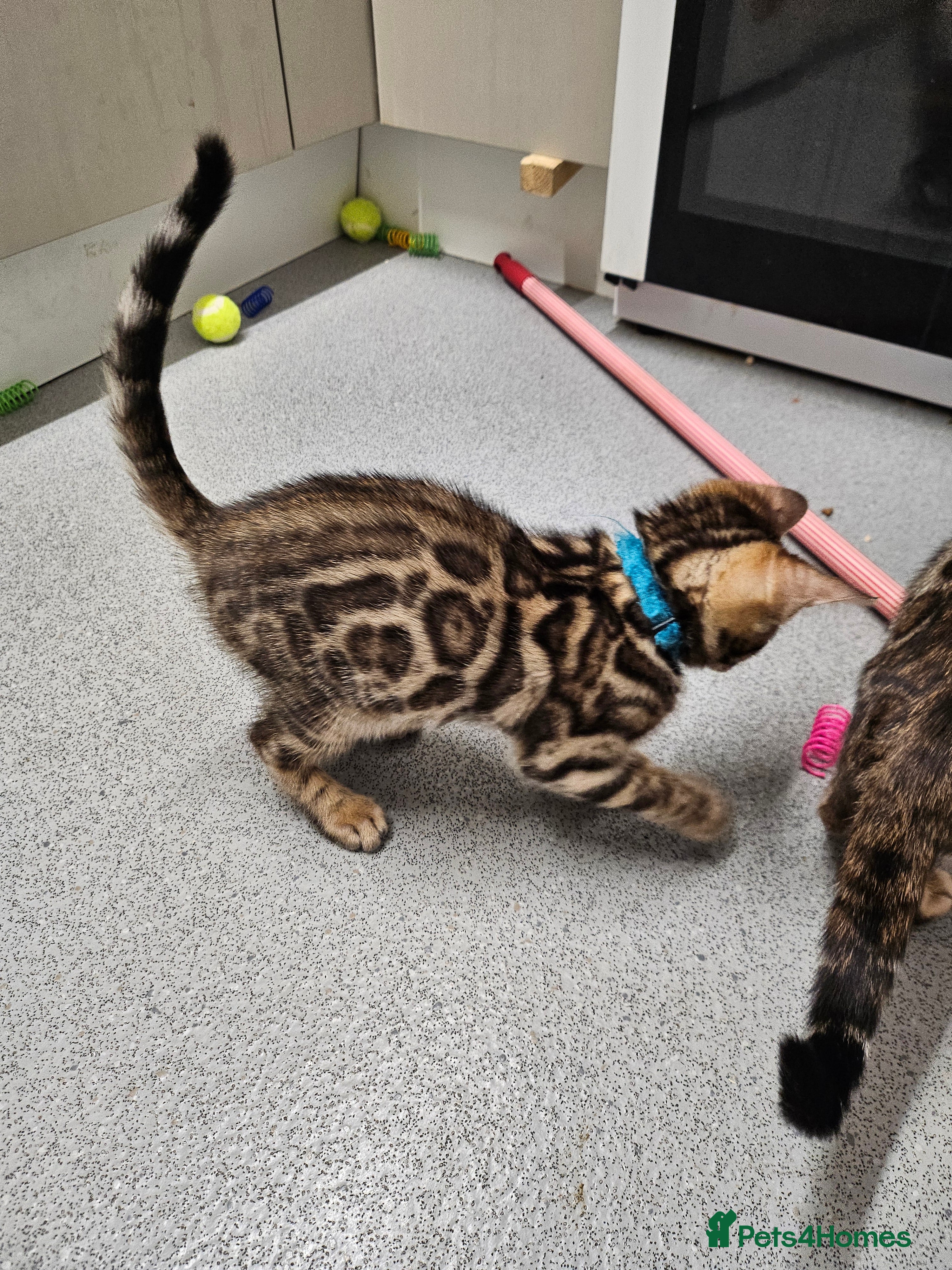 Bengal cats Tica Active Registered Bengal Kittens  - Advert 14