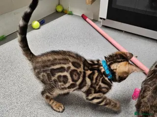 Bengal cats Tica Active Registered Bengal Kittens - Advert 9