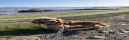 Cocker Spaniel dogs for sale: 2 year old full kc reg show cocker spaniel  in Barrow-in-Furness - Advert 2
