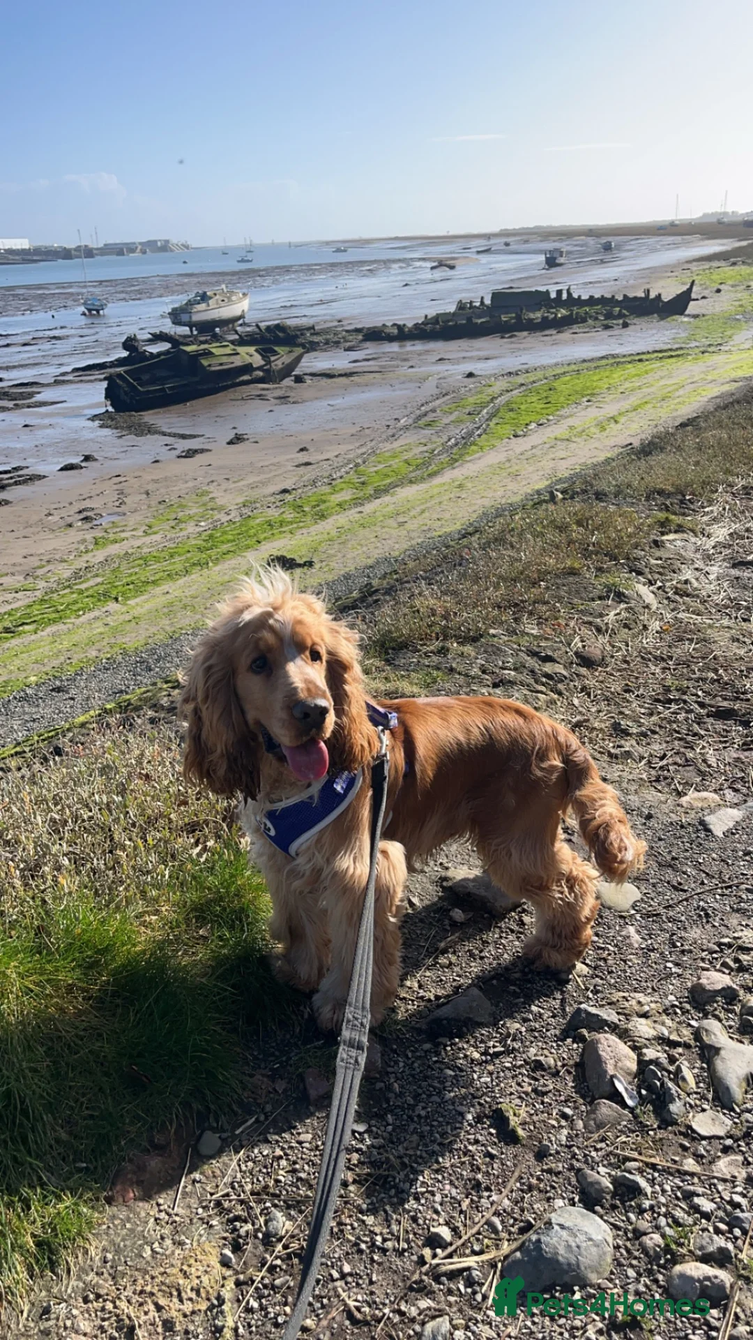 Cocker Spaniel dogs for sale: 2 year old full kc reg show cocker spaniel  in Barrow-in-Furness - Advert 2