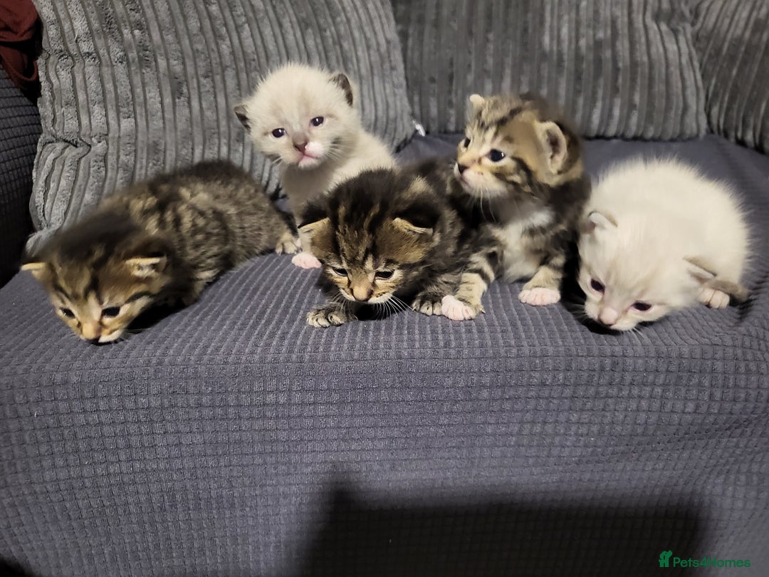 Mixed Breed cats for sale: Kittens for sale - Image 2