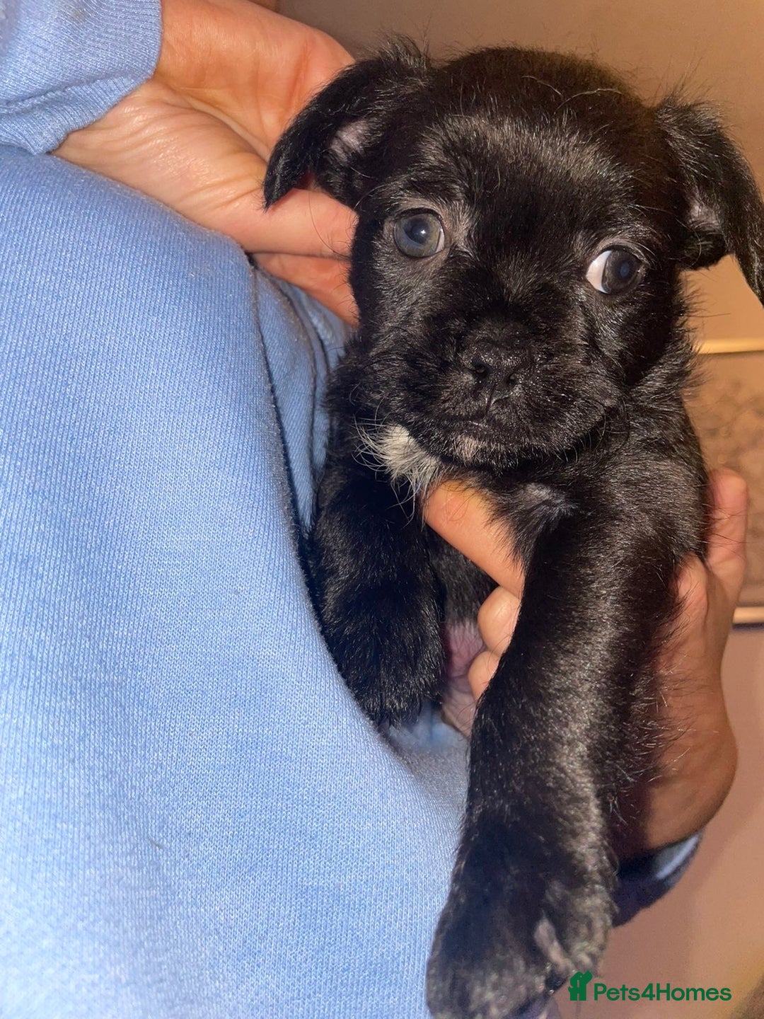 Mixed Breed dogs for sale: Adorable Puppies Looking for Their Forever Homes - Image 8