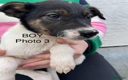 Smooth Collie dogs for sale: Collie pups - Image 3