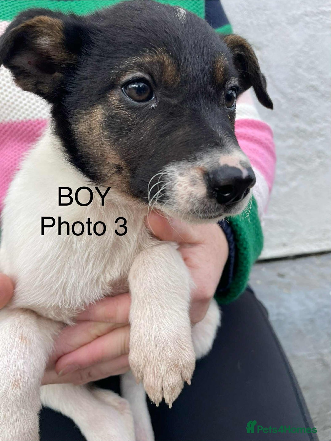 Smooth Collie dogs for sale: Collie pups - Image 3