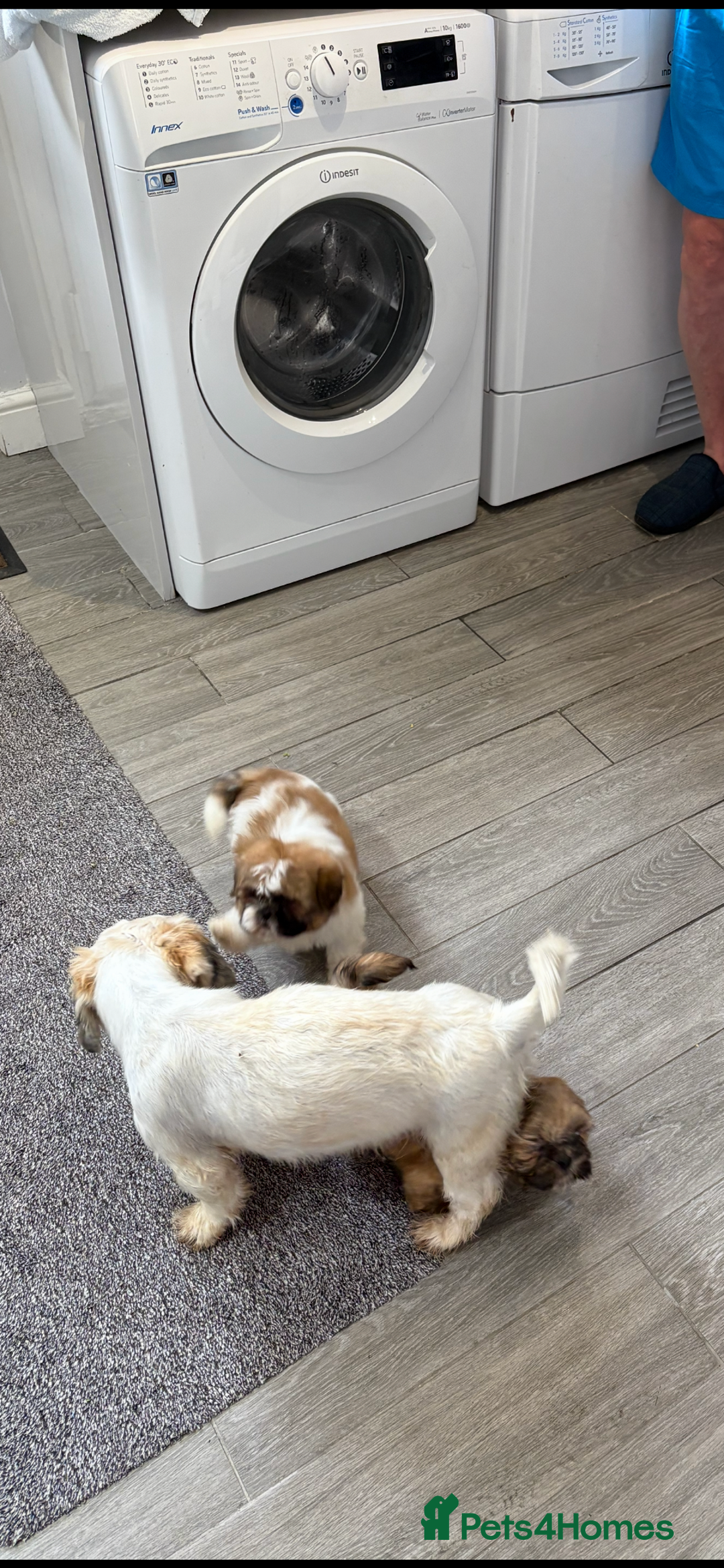 Shih Tzu dogs for sale: Shitzu - Image 6
