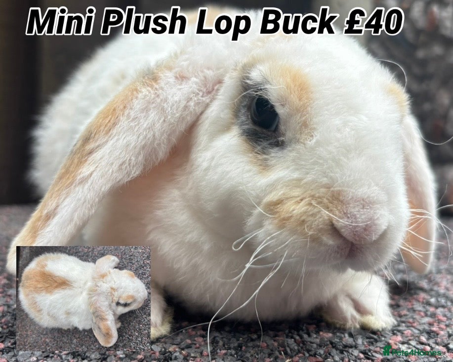 Mini Lop rabbits Mini Plush Lops. Hypoallergenic Fur. - Advert 9